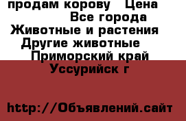 продам корову › Цена ­ 70 000 - Все города Животные и растения » Другие животные   . Приморский край,Уссурийск г.